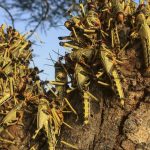 plaga langostas Nicaragua