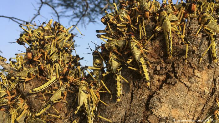 plaga langostas Nicaragua